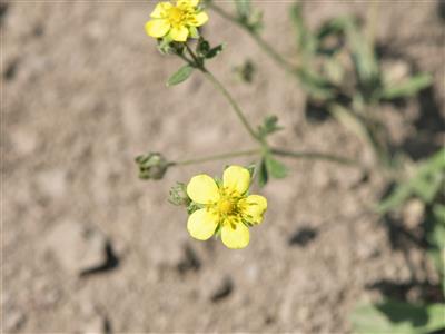 Laboratoire d'expertise et de diagnostic en phytoprotection - MAPAQ