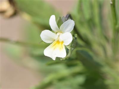 Laboratoire d'expertise et de diagnostic en phytoprotection - MAPAQ
