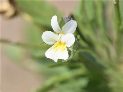 IRIIS phytoprotection - Fiche technique, Violette des champs - European  field pansy (syn. Field violet)