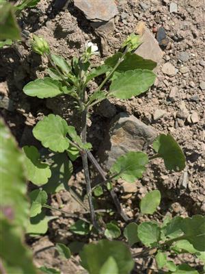 Laboratoire d'expertise et de diagnostic en phytoprotection - MAPAQ