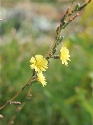 Laboratoire d'expertise et de diagnostic en phytoprotection - MAPAQ