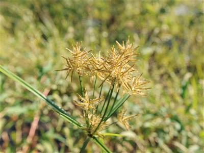 Laboratoire d'expertise et de diagnostic en phytoprotection - MAPAQ