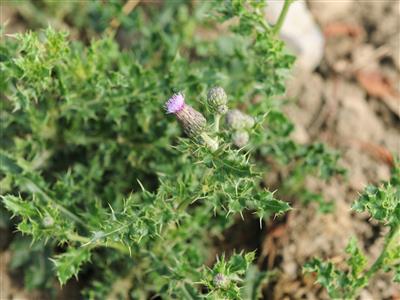 Laboratoire d'expertise et de diagnostic en phytoprotection - MAPAQ