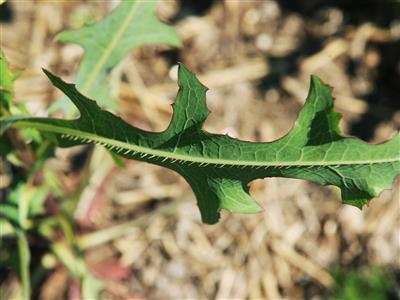 Laboratoire d'expertise et de diagnostic en phytoprotection - MAPAQ