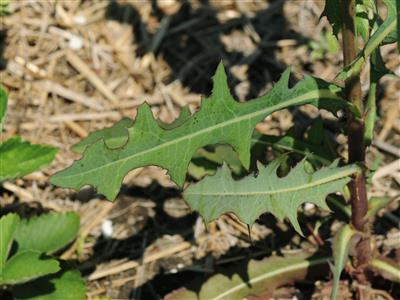 Laboratoire d'expertise et de diagnostic en phytoprotection - MAPAQ