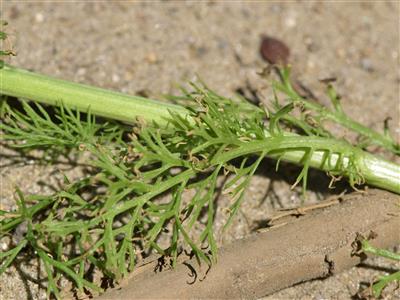 Laboratoire d'expertise et de diagnostic en phytoprotection - MAPAQ