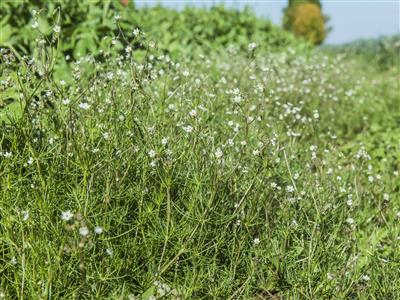 Laboratoire d'expertise et de diagnostic en phytoprotection - MAPAQ