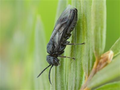 Laboratoire d'expertise et de diagnostic en phytoprotection - MAPAQ
