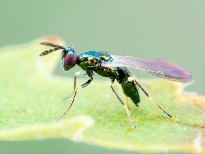 Diglyphus isaea