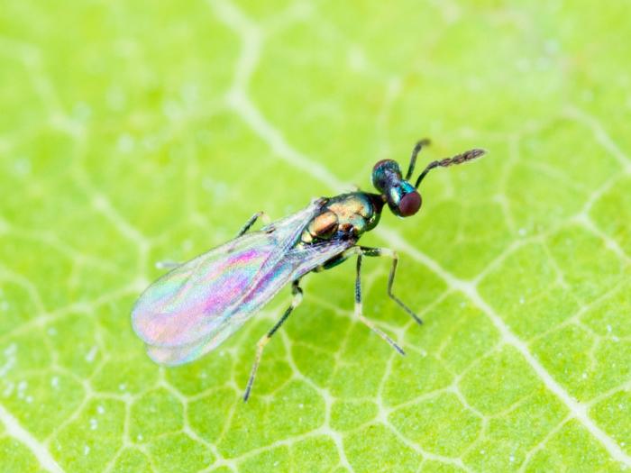 Diglyphus isaea