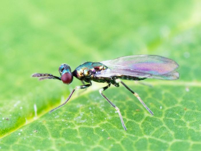 Diglyphus isaea