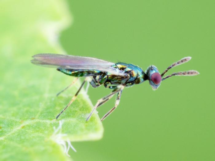 Diglyphus isaea