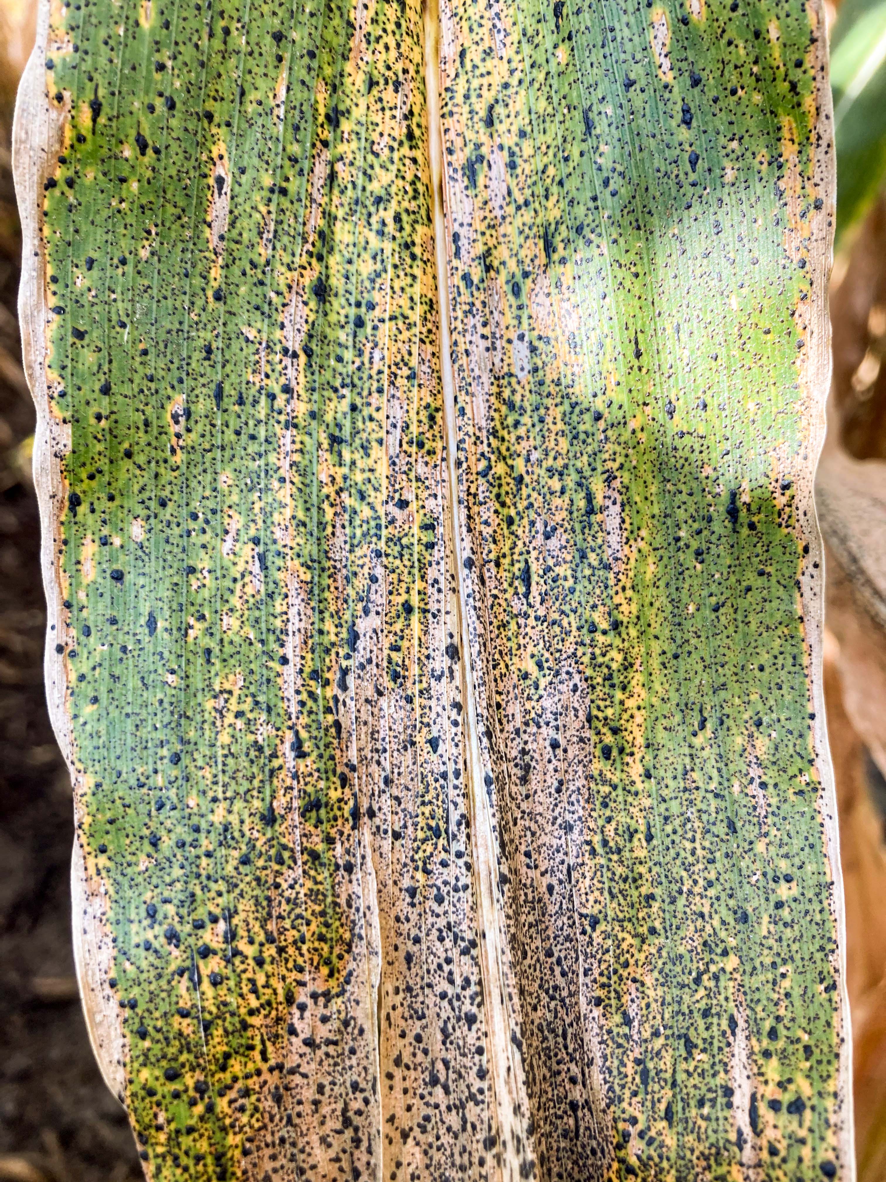 Maïs - Tache goudronneuse (Phyllachora maydis)_5 | Iriis