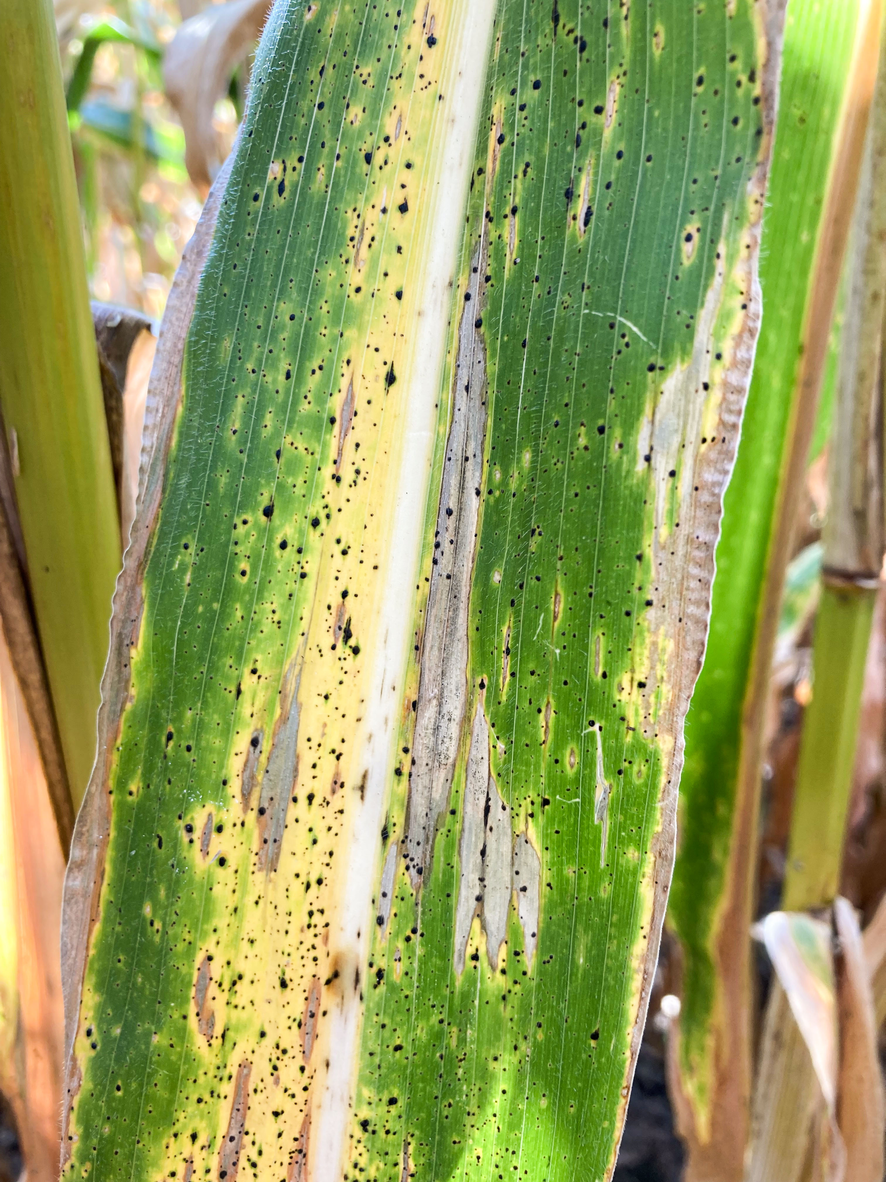 Maïs - Tache goudronneuse (Phyllachora maydis)_4 | Iriis