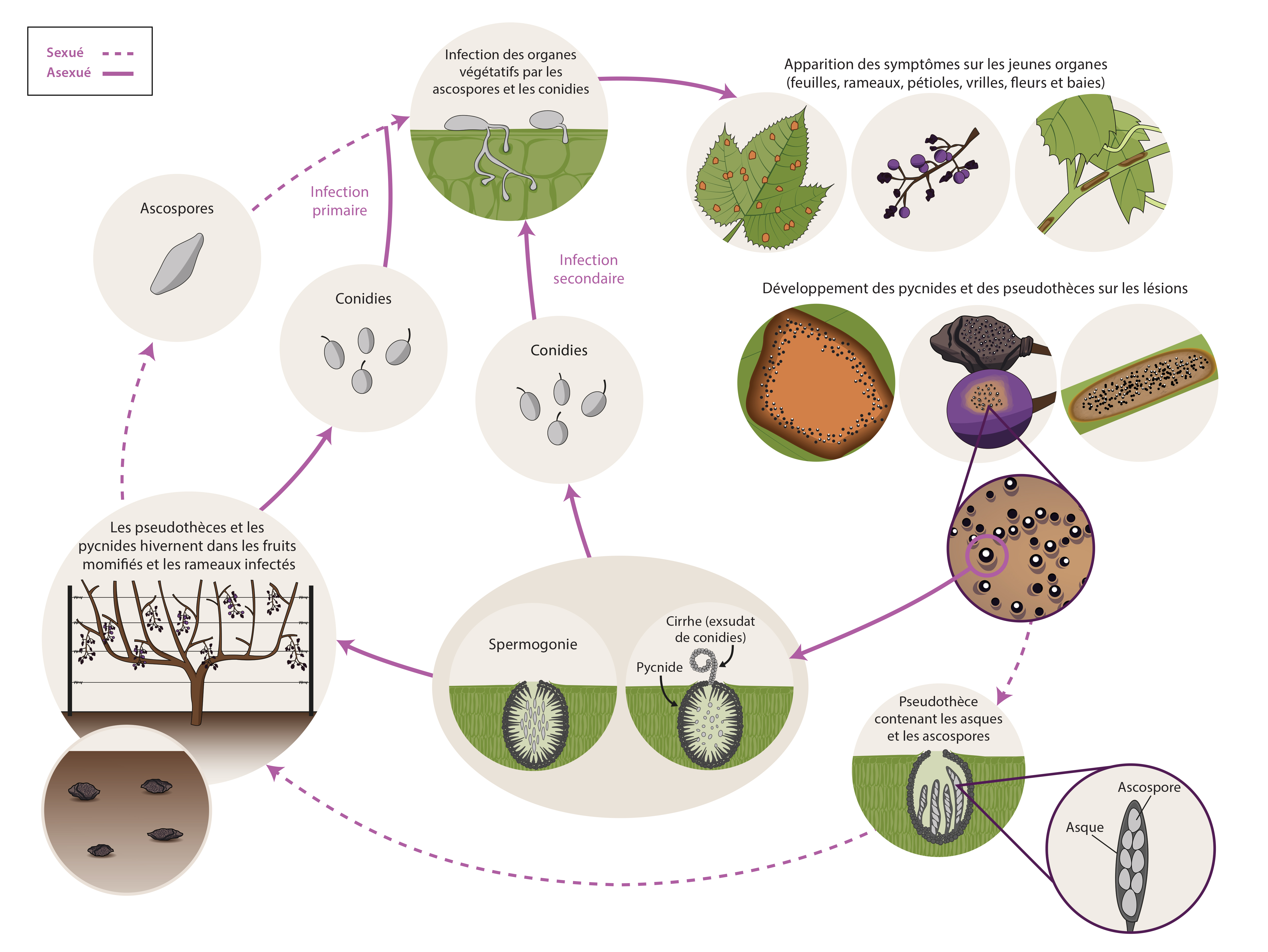 Gruignardia bidwelli cycle de maladie