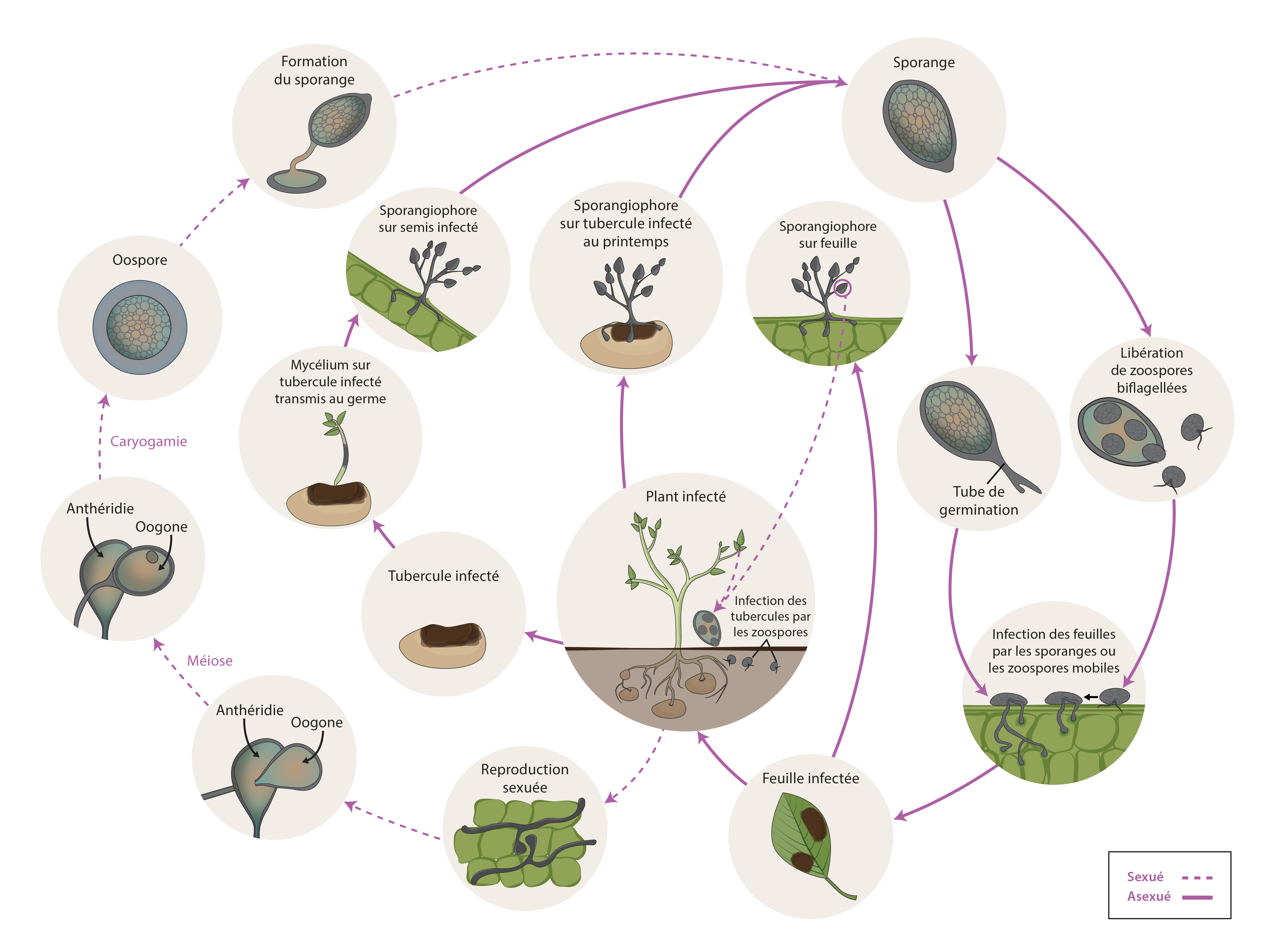 Phytophthora infestans cycle de maladie