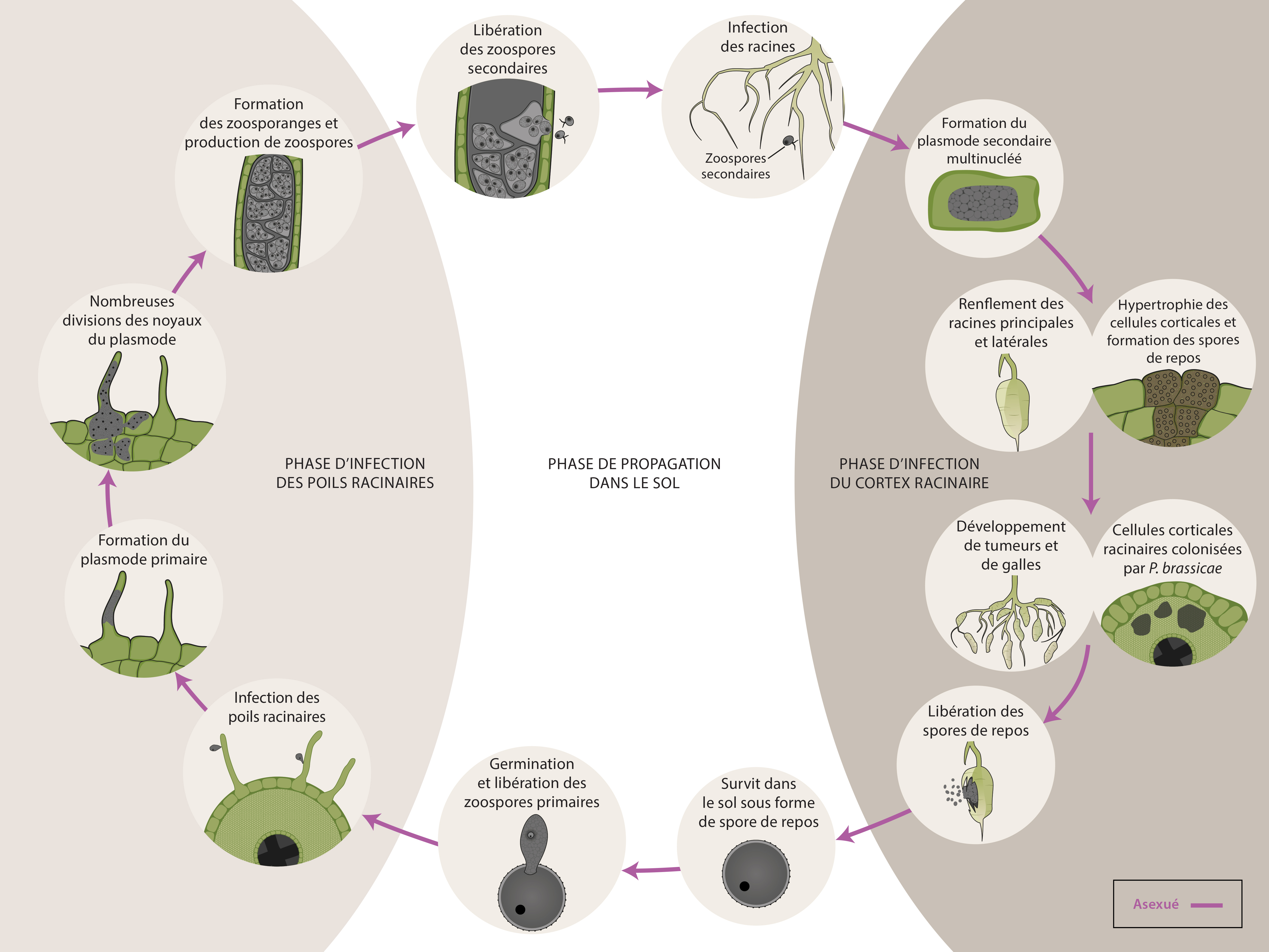 Plasmodiophora brassicae cycle maladie