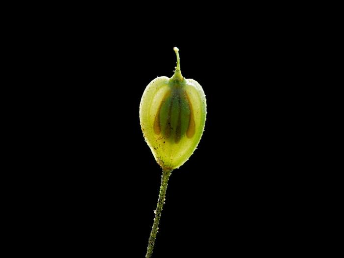 Berce Caucase(Heracleum mantegazzianum)_5