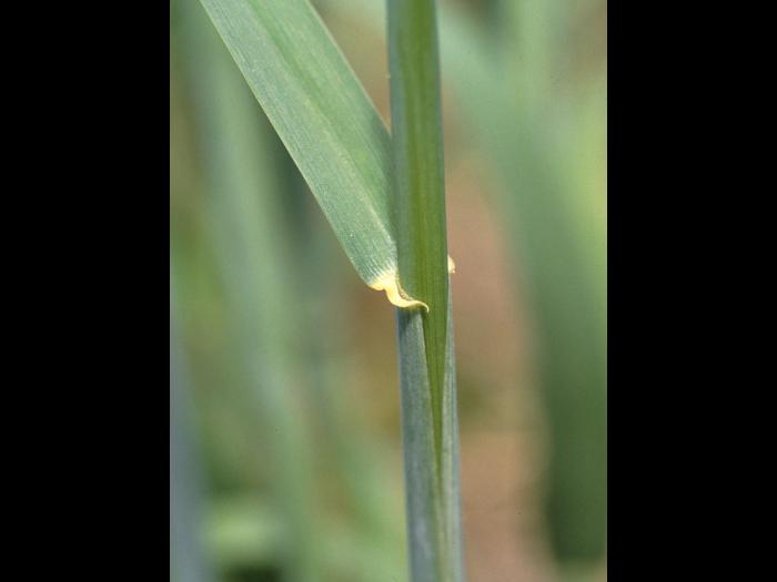 Seigle commun (Secale cereale)_2