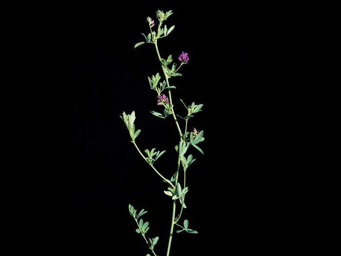 Luzerne cultivé (Medicago sativa)_2