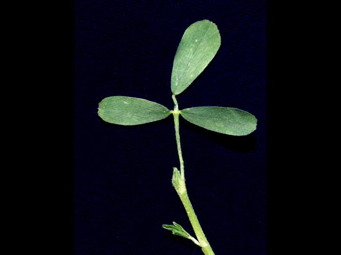 Luzerne cultivé (Medicago sativa)_3