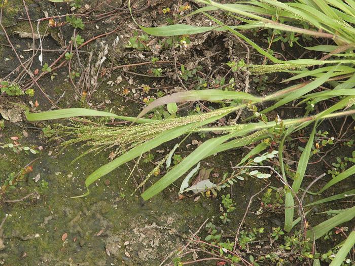 Panic de Tuckerman (Panicum philadelphicum var. tuckermanii)