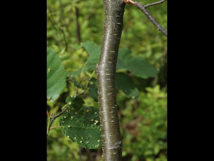 Aulne rugueux(Alnus incana)_2