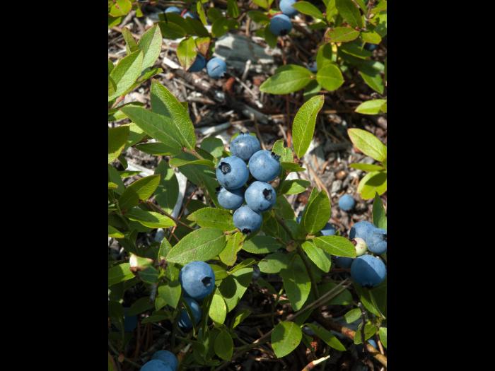 Bleuet feuilles étroites(Vaccinium angustifolium)_3
