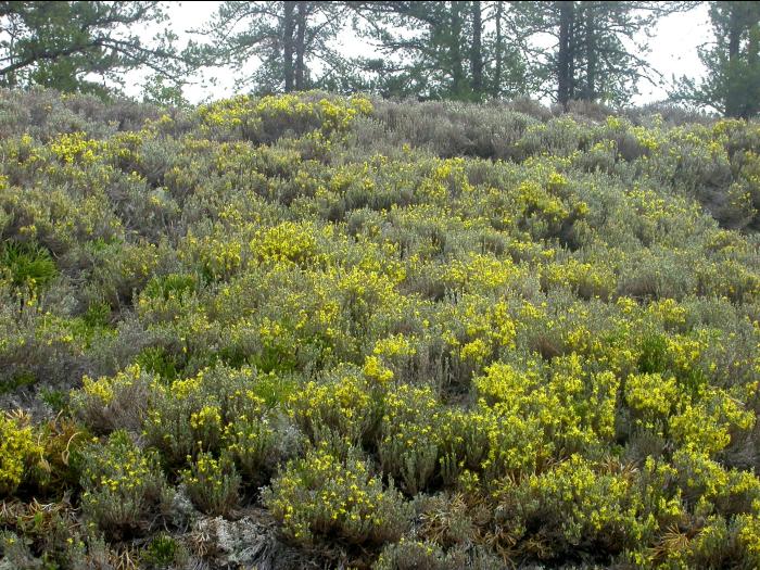 Hudsonie tomenteuse (Hudsonia tomentosa)_1