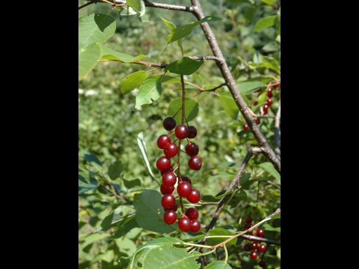Cerisier Virginie(Prunus virginiana)_2