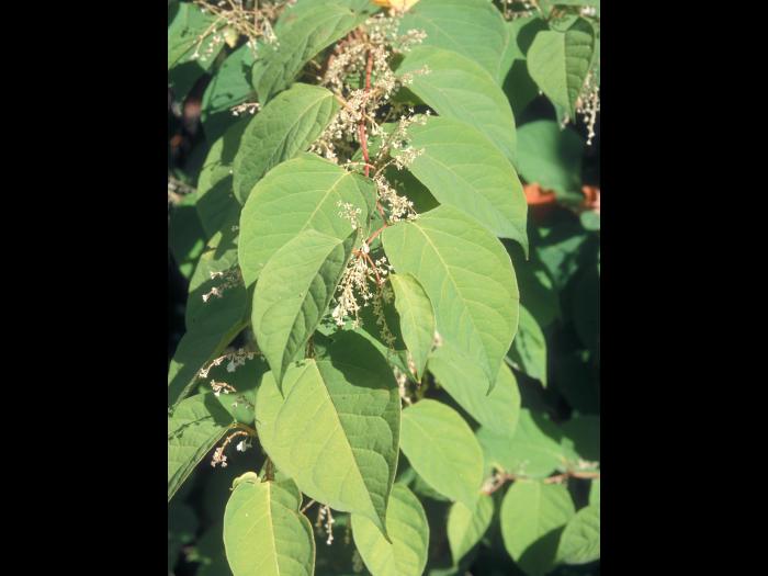 Renouée Japon (Reynoutria japonica)_4