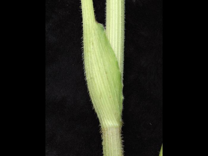 Berce commune(Heracleum sphondylium)_12