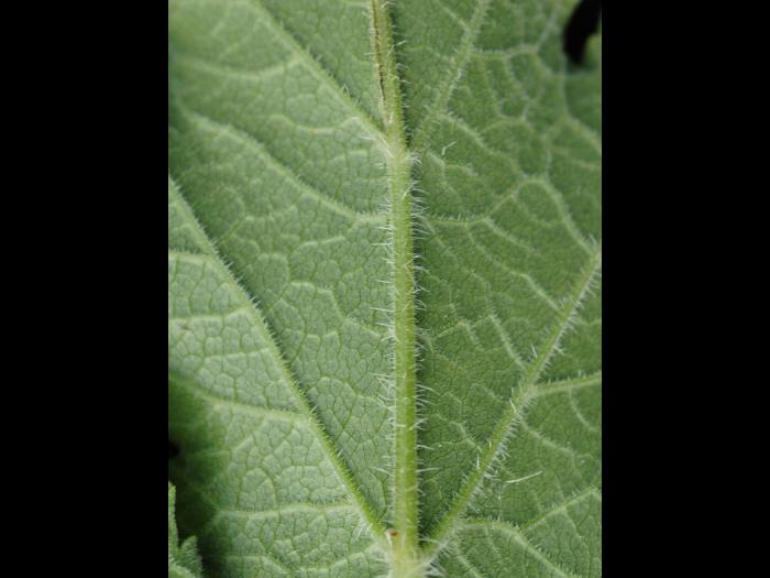 Berce commune(Heracleum sphondylium)_13