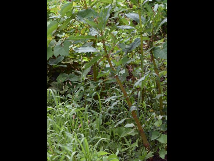 Impatiente glanduleuse (Impatiens glandulifera)_14