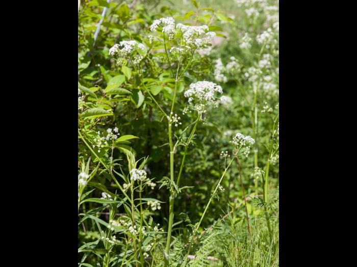 Anthrisque des bois(Anthriscus sylvestris)_2