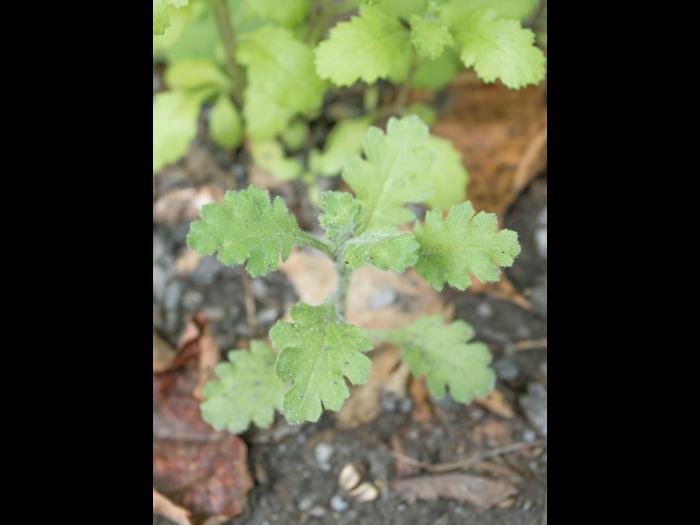 Seneçon visqueux (Senecio viscosus)_6