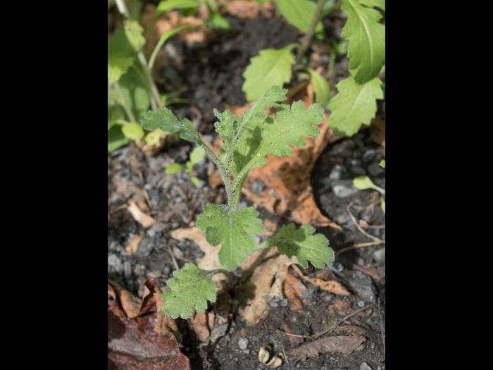 Seneçon visqueux (Senecio viscosus)_7