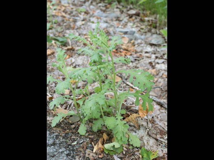 Seneçon visqueux (Senecio viscosus)_9