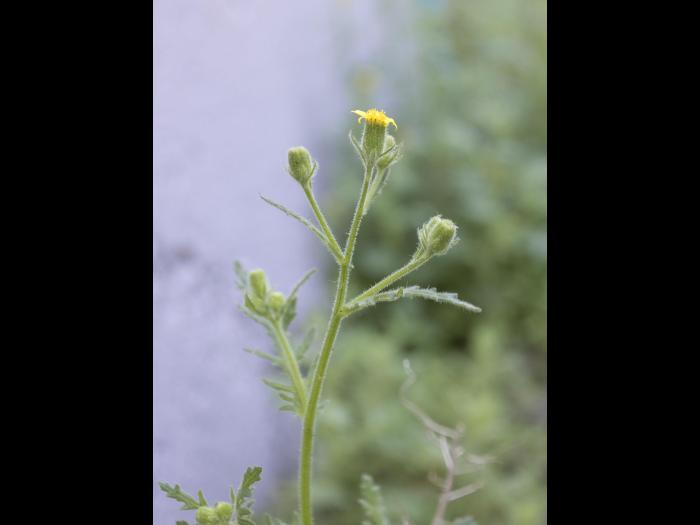 Seneçon visqueux (Senecio viscosus)_15
