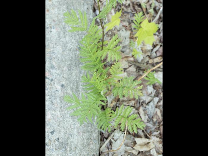 Tanaisie vulgaire (Tanacetum vulgare)_2