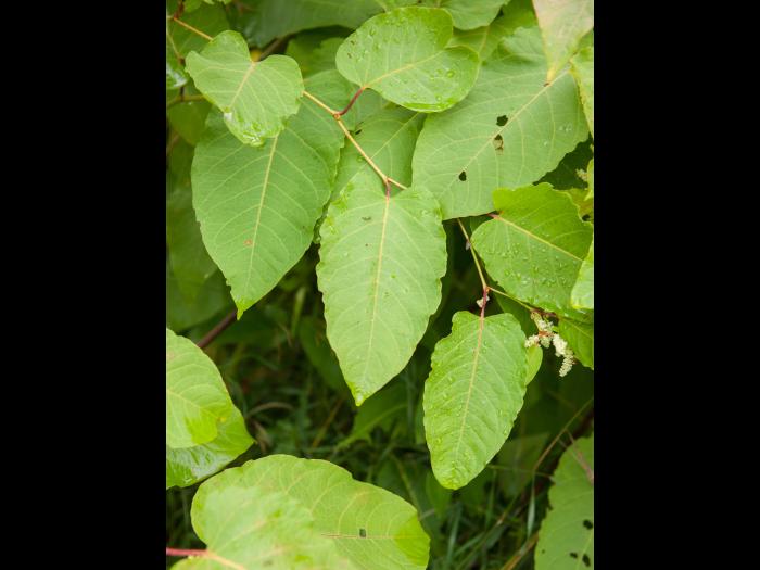 Renouée Sakhaline (Reynoutria sachalinensis)_5