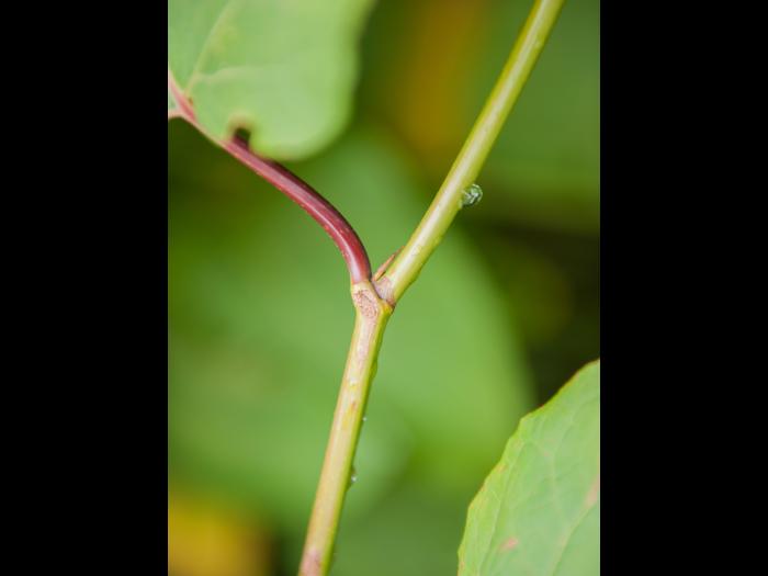 Renouée Sakhaline (Reynoutria sachalinensis)_13