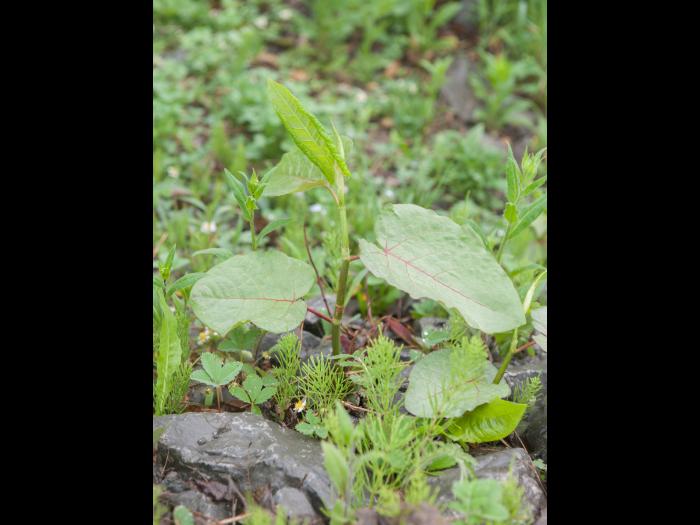 Renouée Sakhaline (Reynoutria sachalinensis)_22