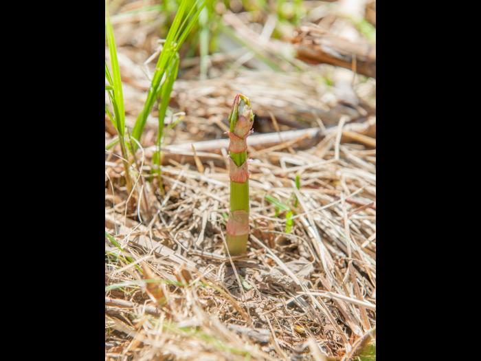Renouée Japon (Reynoutria japonica)_16
