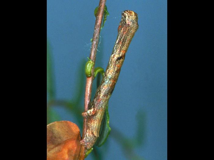 Arpenteuse bossue de la pruche (Ectropis crepuscularia)