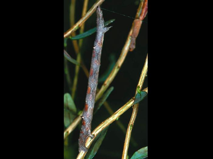 Arpenteuse Johnson (Euchlaena johnsonaria)_1