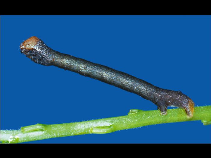 Arpenteuse à taches (Iridopsis ephyraria)