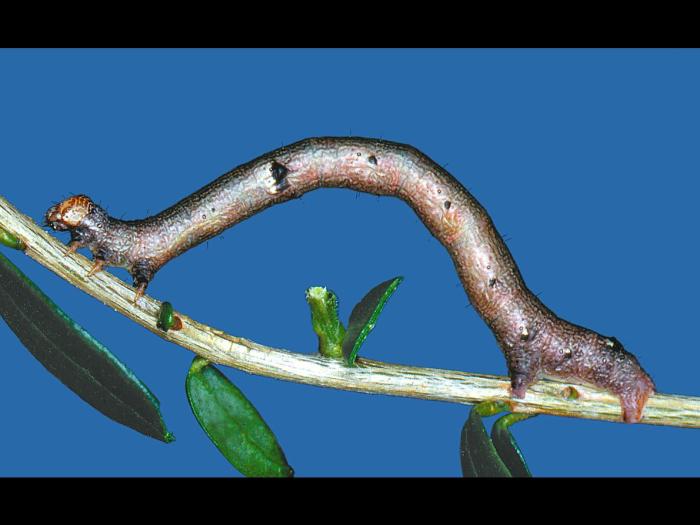 Arpenteuse à taches (Iridopsis ephyraria)