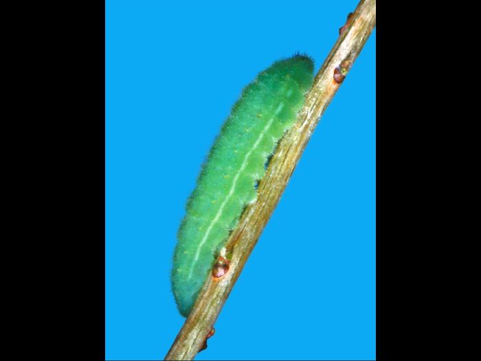 Cuivré des tourbières (Lycaena epixanthe)_1