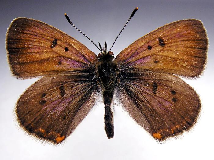 Cuivré des tourbières (Lycaena epixanthe)_2